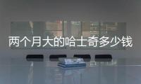 兩個月大的哈士奇多少錢一只  兩個月哈士奇大概多少斤