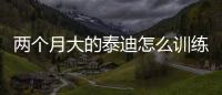兩個月大的泰迪怎么訓練大小便(兩個月的泰迪拉稀是什么原因)