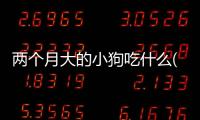 兩個月大的小狗吃什么(兩個月的小狗怎么訓練定點大小便)