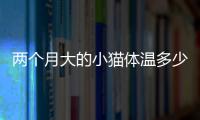 兩個月大的小貓體溫多少度正常(兩個月小貓體溫多少度算正常)