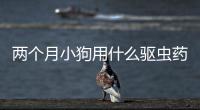 兩個(gè)月小狗用什么驅(qū)蟲(chóng)藥(兩個(gè)月的小狗怎么訓(xùn)練定點(diǎn)大小便)