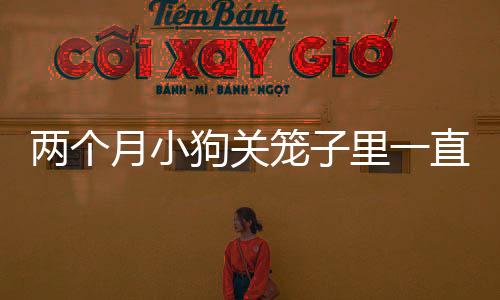 兩個月小狗關籠子里一直叫怎么辦(兩個月小狗關籠子)