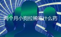 兩個月小狗拉稀吃什么藥好(兩個月大的小狗拉稀吃什么藥)