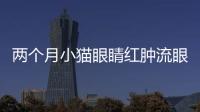 兩個(gè)月小貓眼睛紅腫流眼淚(小貓眼睛紅腫流眼淚用什么眼藥水)
