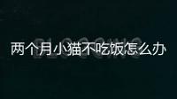 兩個月小貓不吃飯怎么辦(兩個月的小貓能吃什么)