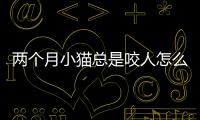兩個月小貓總是咬人怎么辦？幼貓總咬人怎么辦 越打越咬