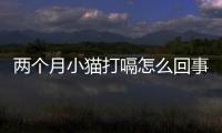 兩個月小貓打嗝怎么回事啊？兩個月貓咪打嗝