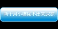 兩個月小貓尿不出來尿怎么自愈(兩個月的小貓嘔吐是怎么回事)