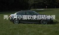 兩個月小貓軟便但精神很好(小貓軟便但精神很好可以打疫苗嗎)
