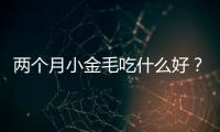 兩個月小金毛吃什么好？兩個月小金毛吃什么零食比較好