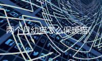 兩個月幼貓怎么保暖貓(兩個月的幼貓怎么喂養)