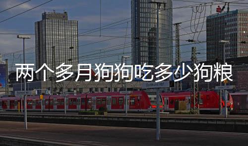 兩個多月狗狗吃多少狗糧正常