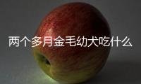 兩個(gè)多月金毛幼犬吃什么狗糧好(兩個(gè)多月的金毛幼犬可以吃什么)