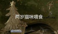 兩歲貓咪喂食