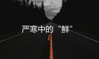 嚴寒中的“鮮”