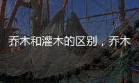 喬木和灌木的區別，喬木高6米有明顯主干/灌木低6米無明顯主干