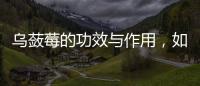 烏蘞莓的功效與作用，如何食用烏蘞莓提高免疫力