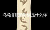 烏龜冬眠的時候是什么樣子（烏龜冬眠是什么樣子）