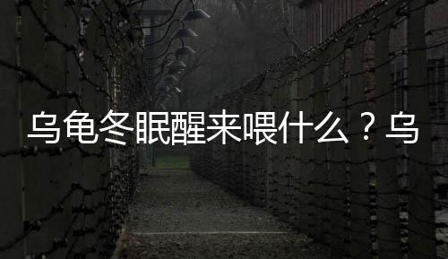 烏龜冬眠醒來喂什么？烏龜冬眠醒后幾天喂食
