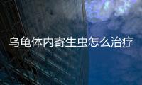 烏龜體內寄生蟲怎么治療(烏龜體內有寄生蟲怎么辦)