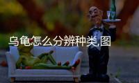 烏龜怎么分辨種類,圖 巴西龜品種大全介紹圖解