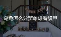 烏龜怎么分辨雌雄看腹甲(怎么才能分辨烏龜的雌雄)