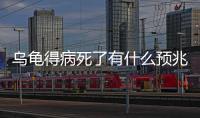 烏龜得病死了有什么預兆(夢見兒子得病了什么預兆)