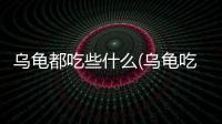 烏龜都吃些什么(烏龜吃撐了什么表現)