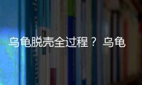 烏龜脫殼全過程？ 烏龜脫殼的過程