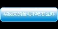 買回來的金毛不吃怎么辦(金毛剛買回來不吃東西怎么回事)
