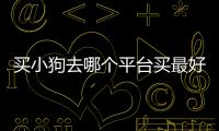 買小狗去哪個(gè)平臺(tái)買最好(買小狗什么平臺(tái)好)