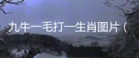 九牛一毛打一生肖圖片（九牛一毛打一生肖）