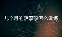 九個月的薩摩該怎么訓練？九個月的薩摩該怎么訓養