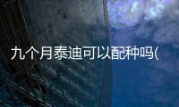 九個月泰迪可以配種嗎(九個月泰迪能配種嗎多少錢)