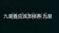 九里香應該怎樣養 九里香的養殖方法和技巧