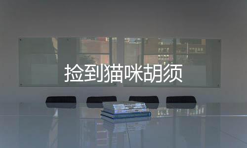 撿到貓咪胡須