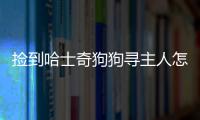 撿到哈士奇狗狗尋主人怎么辦(撿了個哈士奇不走了怎么辦)