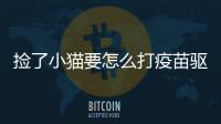 撿了小貓要怎么打疫苗驅(qū)蟲呢？撿到的小貓?jiān)趺打?qū)蟲