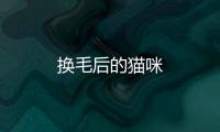 換毛后的貓咪