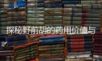 探秘野前胡的藥用價(jià)值與功效