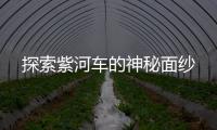 探索紫河車的神秘面紗