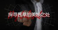 探尋茜草的美妙之處