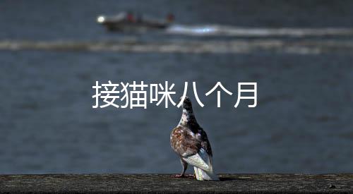 接貓咪八個月