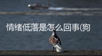 情緒低落是怎么回事(狗狗情緒低落是怎么回事)