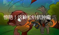 驚艷！這種松針抗腫瘤，讓你的身體煥發光彩