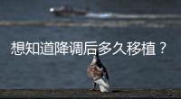 想知道降調(diào)后多久移植？試管促排方案決定移植具體時間