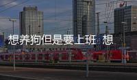 想養(yǎng)狗但是要上班  想養(yǎng)只狗但是天天上班咋辦
