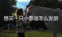 想買一只小泰迪怎么發朋友圈啊(想買一只小泰迪怎么發信息呢)