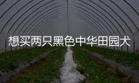 想買兩只黑色中華田園犬幼犬(土狗)？ 純黑中華田園犬多少錢一只