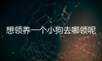 想領(lǐng)養(yǎng)一個(gè)小狗去哪領(lǐng)呢(想領(lǐng)養(yǎng)一個(gè)小狗去哪領(lǐng)養(yǎng)比較好)